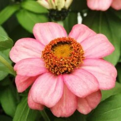Zahara Coral Rose Zinnia