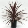Red Star Cordyline -Annual Plants Popular Shop cordyline red star plant 922 detail