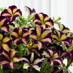 Crazytunia® Pulse Petunia Plant
