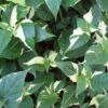 Creme De Menthe Alternanthera Plant -Annual Plants Popular Shop creme de menthe alternanthera 898 detail