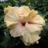 Creole Cream Cheese Cajun Hibiscus -Annual Plants Popular Shop creole cream cheese cajun hibiscus plant 2023 detail