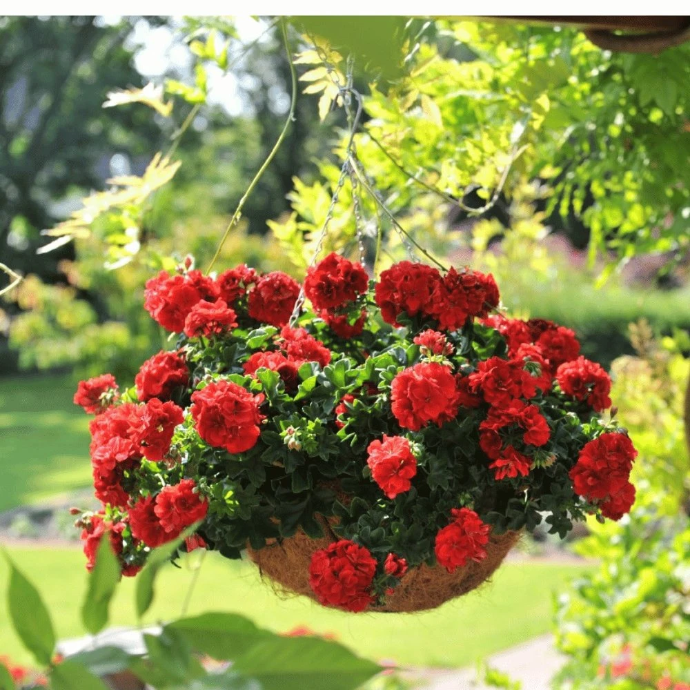 Great Balls Of Fire™ Dark Red Ivy Geranium Plant 3 Great Balls Of Fire™ Dark Red Ivy Geranium Plant