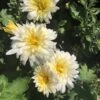 Daisy White Perennial Mum Plant 1 Daisy White Perennial Mum Plant -Annual Plants Popular Shop dasiy white perennial mum plant 996 detail