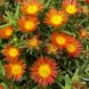 Wheels Of Wonder® Fire Wonder Delosperma (Ice Plant) -Annual Plants Popular Shop delosperma fire wonder ice plant 97 detail