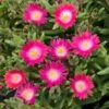 Jewel Of Desert Amethyst Delosperma (Ice Plant) 2 Jewel Of Desert Amethyst Delosperma (Ice Plant) -Annual Plants Popular Shop delosperma jewel of desert amethyst ice plant 1890 detail