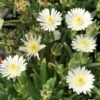 Jewel Of Desert Moon Stone Delosperma (Ice Plant) -Annual Plants Popular Shop delosperma jewel of desert moon stone ice plant 1532 detail