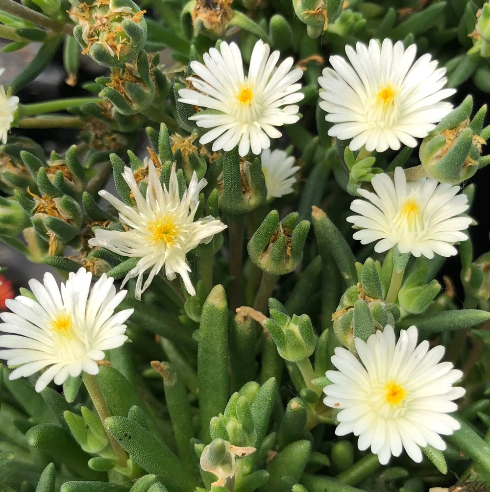 Jewel Of Desert Moon Stone Delosperma (Ice Plant) 3 Jewel Of Desert Moon Stone Delosperma (Ice Plant)