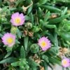 Jewel Of Desert Rose Quartz Delosperma (Ice Plant) 2 Jewel Of Desert Rose Quartz Delosperma (Ice Plant) -Annual Plants Popular Shop delosperma jewel of desert rose quartz plant 1556 detail