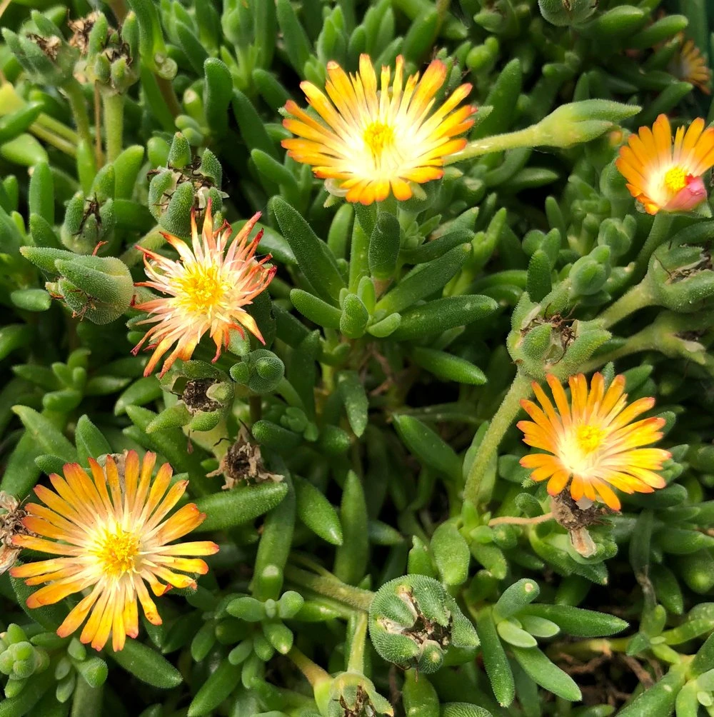 Jewel Of Desert Topaz Delosperma (Ice Plant) 3 Jewel Of Desert Topaz Delosperma (Ice Plant)