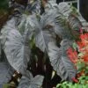 Diamond Head Colocasia -Annual Plants Popular Shop diamond head colocasia 1083 detail