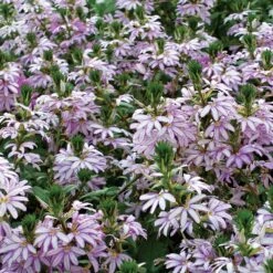 Diamond Scaevola