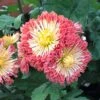 Dolliette Perennial Mum Plant -Annual Plants Popular Shop dolliette perennial mum plant 1676 detail