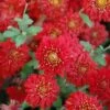 Dorothy Degn Perennial Mum Plant -Annual Plants Popular Shop dorothy degn perennial mum plant 1002 detail