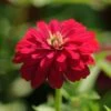 Zahara Double Cherry Zinnia 2 Zahara Double Cherry Zinnia -Annual Plants Popular Shop double cherry zahara zinnia 13 detail