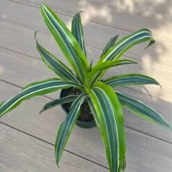 Lemon Surprise Dracaena