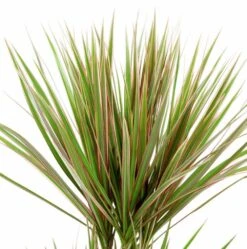 Marginata BiColor Spikes Dracaena Plant