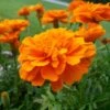 Durango® Tangerine Marigold -Annual Plants Popular Shop durango tangerine marigold plant 2003 detail