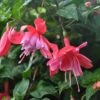 Dusky Rose Fuchsia Plant -Annual Plants Popular Shop dusky rose fuchsia plant 2082 detail
