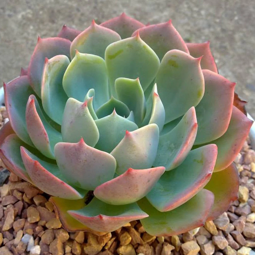 Elegans Echeveria 3 Elegans Echeveria
