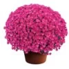 Emelda™ Purple Yoder Garden Mum Plant -Annual Plants Popular Shop emelda purple garden mum plant 112 detail