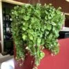 Emerald Falls Dichondra Plant -Annual Plants Popular Shop emerald falls dichondra plant 1114 detail