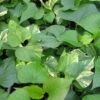 Emerald Splash Ipomoea Plant -Annual Plants Popular Shop emerald splash ipomoea plant 1838 detail