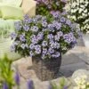 Empress™ Flair Blue Charme Verbena Plant 2 Empress™ Flair Blue Charme Verbena Plant -Annual Plants Popular Shop empress flair blue charme verbena plant 411 detail