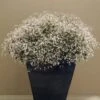 Breathless Blush Euphorbia Plant