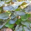 Eye Royal Hawaiian Colocasia 1 Eye Royal Hawaiian Colocasia -Annual Plants Popular Shop eye royal hawaiian colocasia 1791 detail