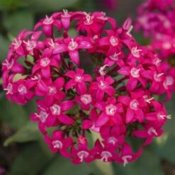 Falling Star™ Rose Pentas