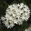 Falling Star™ White Pentas