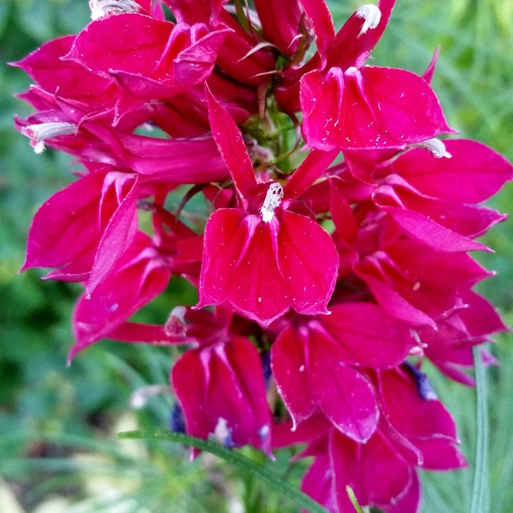 Fan Burgundy Lobelia 3 Fan Burgundy Lobelia