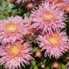 Fancy Free Perennial Mum Plant 1 Fancy Free Perennial Mum Plant -Annual Plants Popular Shop fancy free perennial mum plant 1517 detail