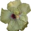 File Gumbo Cajun Hibiscus -Annual Plants Popular Shop file gumbo cajun hibiscus plant 1928 detail
