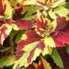 Finger Paint Coleus Plant -Annual Plants Popular Shop finger paint coleus plant 976 detail