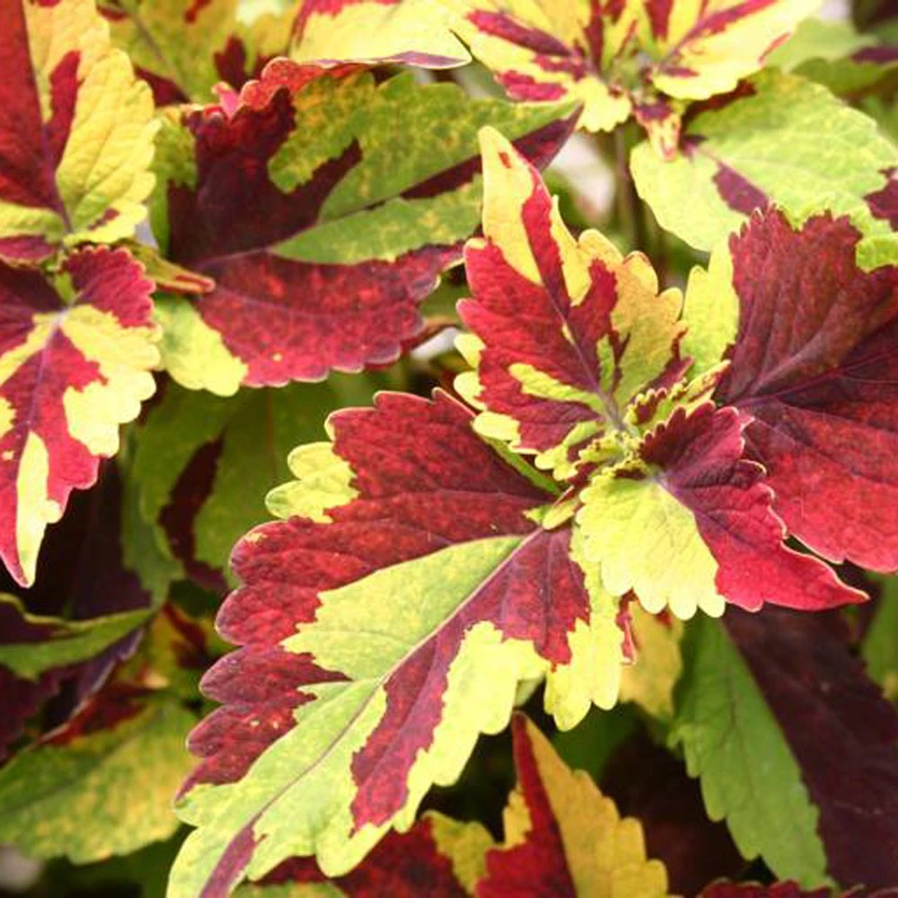 Finger Paint Coleus Plant 3 Finger Paint Coleus Plant