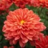 Fiona™ Coral Orange Yoder Garden Mum Plant -Annual Plants Popular Shop fiona coral orange mum 40 detail