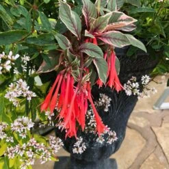 Firecracker Fuchsia Plant