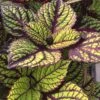 Fishnet Stockings Coleus Plant 1 Fishnet Stockings Coleus Plant -Annual Plants Popular Shop fishnet stockings coleus plant 537 detail