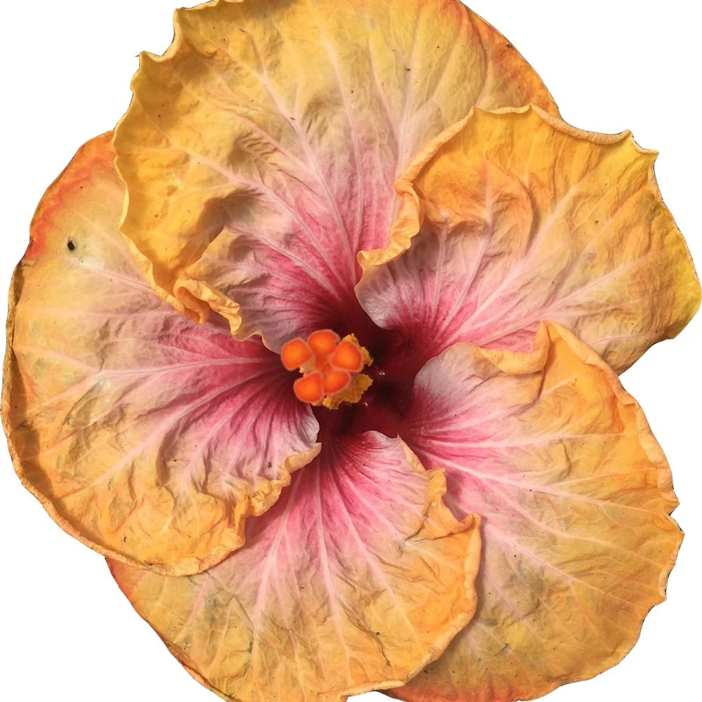 Floral Fantasy Cajun Hibiscus 3 Floral Fantasy Cajun Hibiscus