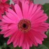 Fortune Neon Gerbera 2 Fortune Neon Gerbera -Annual Plants Popular Shop fortune neon gergera plant 1459 detail