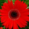 Fortune Red Gerbera -Annual Plants Popular Shop fortune red gergera plant 1568 detail