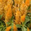 Fresh Look Gold Plumed Celosia -Annual Plants Popular Shop fresh look gold celosia plant 541 detail