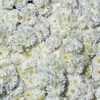 Frosty Igloo Perennial Mum Plant 1 Frosty Igloo Perennial Mum Plant -Annual Plants Popular Shop frosty igloo perennial mum plant 1549 detail