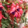Angel Earrings® Dainty Fuchsia Plant -Annual Plants Popular Shop fuchsia plant dainty 1262 detail