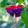 Dark Eyes Fuchsia Plant -Annual Plants Popular Shop fuchsia plant dark eyes ladys eardrops 2263 detail