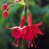 Marinka Fuchsia Plant -Annual Plants Popular Shop fuchsia plant marinka 1012 detail