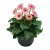 Fundy® Patio Gerbera -Annual Plants Popular Shop fundy patio gerbera plant 973 detail