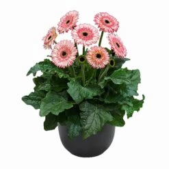 Fundy® Patio Gerbera