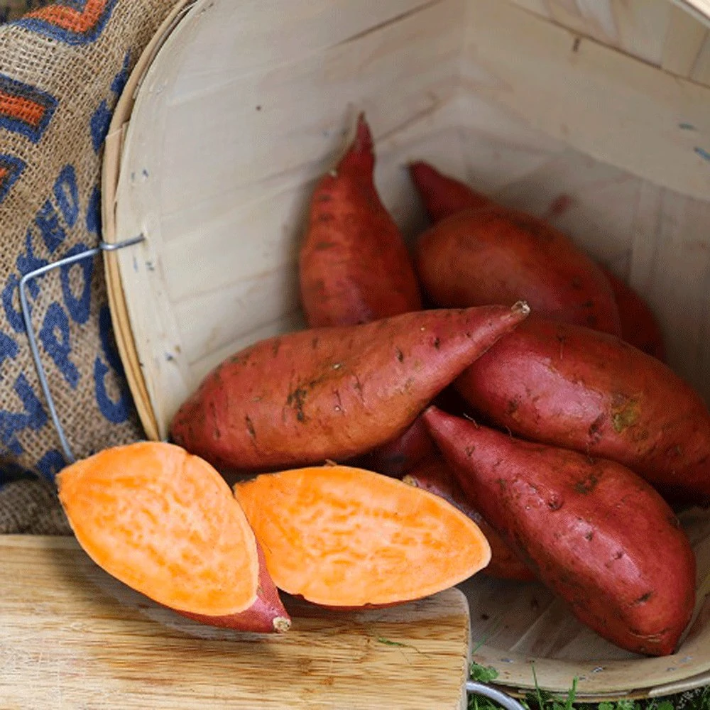 Georgia Jet Sweet Potato 3 Georgia Jet Sweet Potato